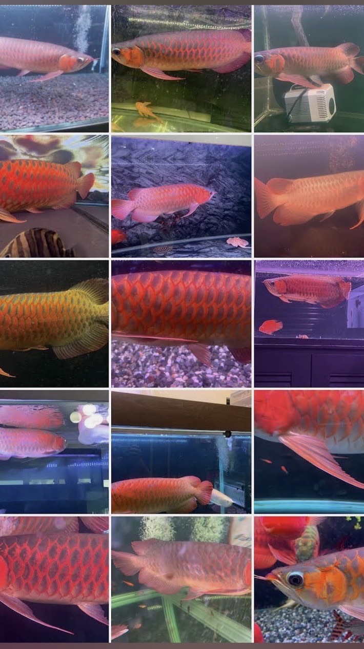 小宇精品水族-魚樂競標趣