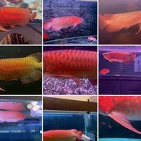 小宇精品水族-魚樂競標趣