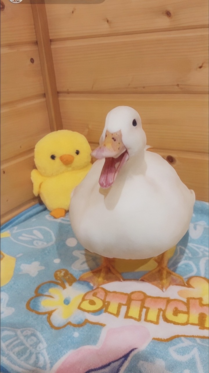 しろとちびの日常🐥🌈