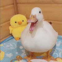 しろところの日常🐥🌈
