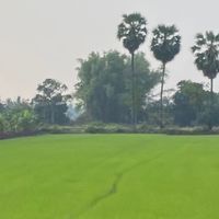 โคกมะกอก Khok Makok