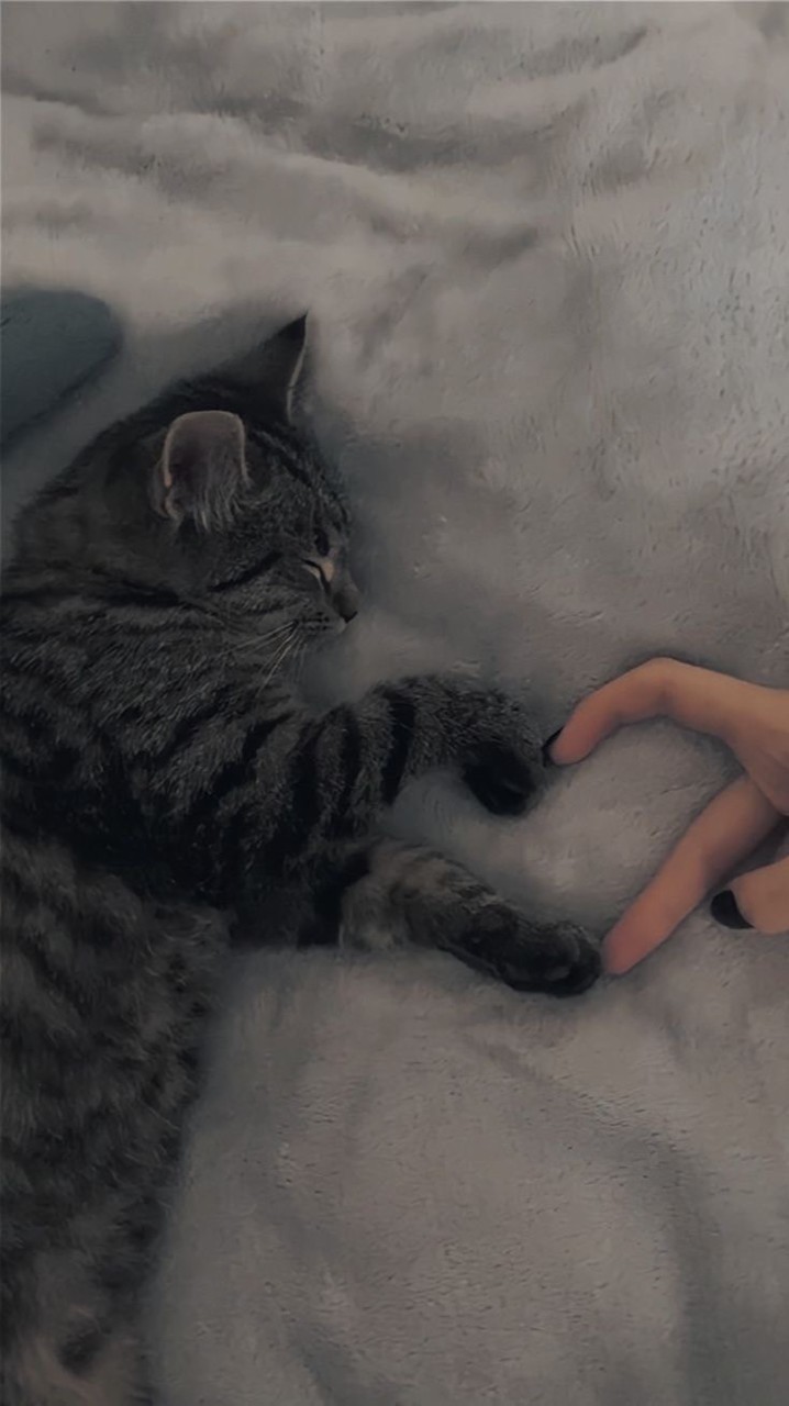 貓窩·閒聊.°