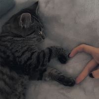 貓窩·閒聊.°