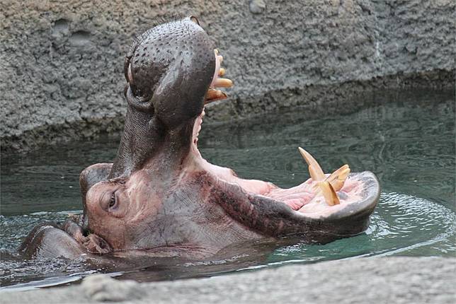 世上最危險動物之一 河馬一年咬死0多人 民視新聞網 Line Today
