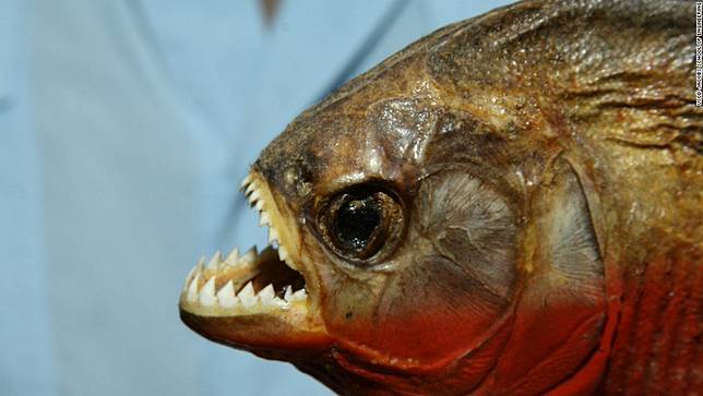 Gambar Ikan Piranha Makan Orang  Gambar Ikan  HD