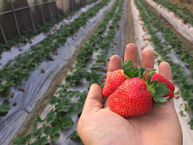 ▲豐香草莓體型較為巨大～（圖／奧丁丁市集)