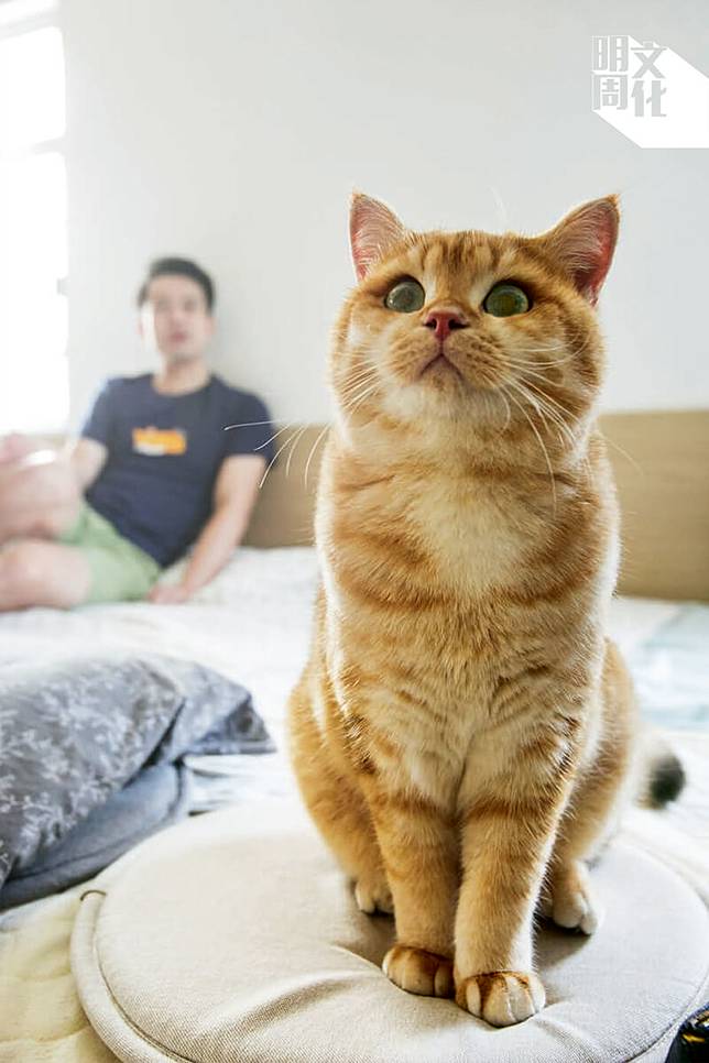 人馴貓 貓馴人物理學者家中的萬獸之王 明周文化 Line Today