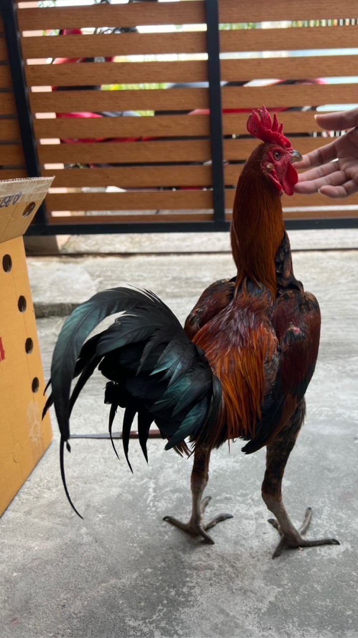 น้ำเหนือไก่ชน  พม่ามีเหลี่ยม