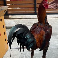 น้ำเหนือไก่ชน  พม่ามีเหลี่ยม