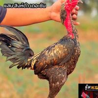จี อา วีร์ฟาร์ม