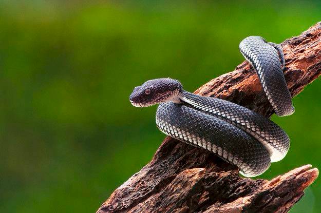 Arti Mimpi Digigit Ular Ternyata Berkaitan Dengan Hal Ini, Hati-Hati Bisa  Membawa Pertanda Kurang Baik ! | Grid.id | Line Today