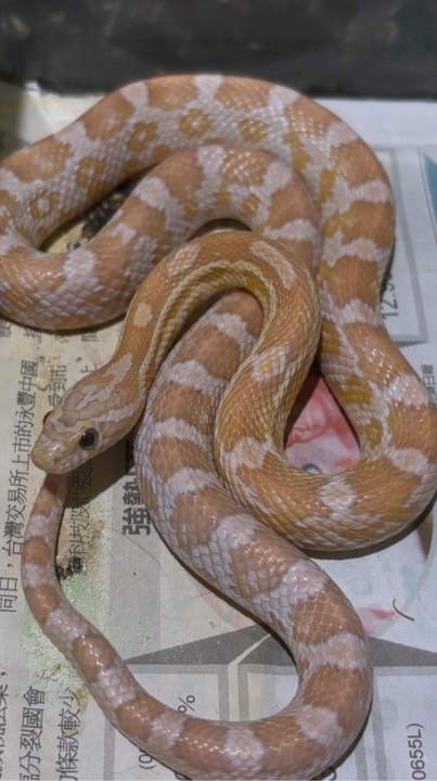 🐍只能販售蛇類🐍