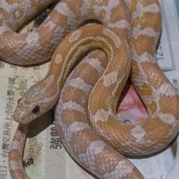 🐍只能販售蛇類🐍
