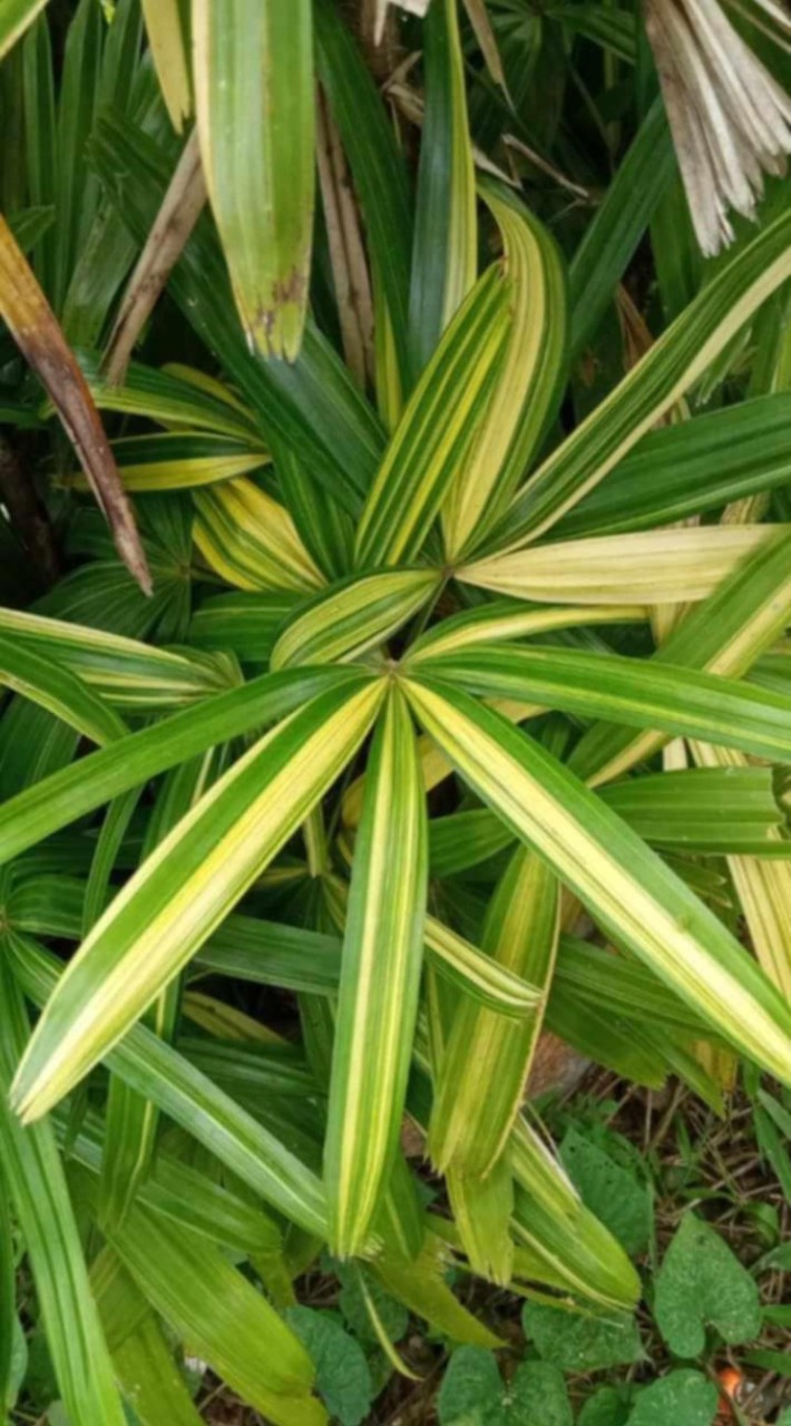 LN 103 Plant materials
