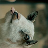 山羊模擬Chill