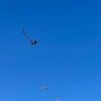 飛龍派對
