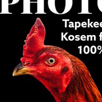 สุวรรณฟาร์ม ไก่ชนพม่าโกวเซ้มฟาร์มพัฒนา