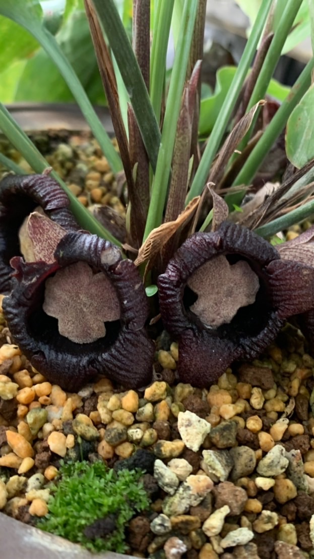 植物原種至上主義の集いのオープンチャット