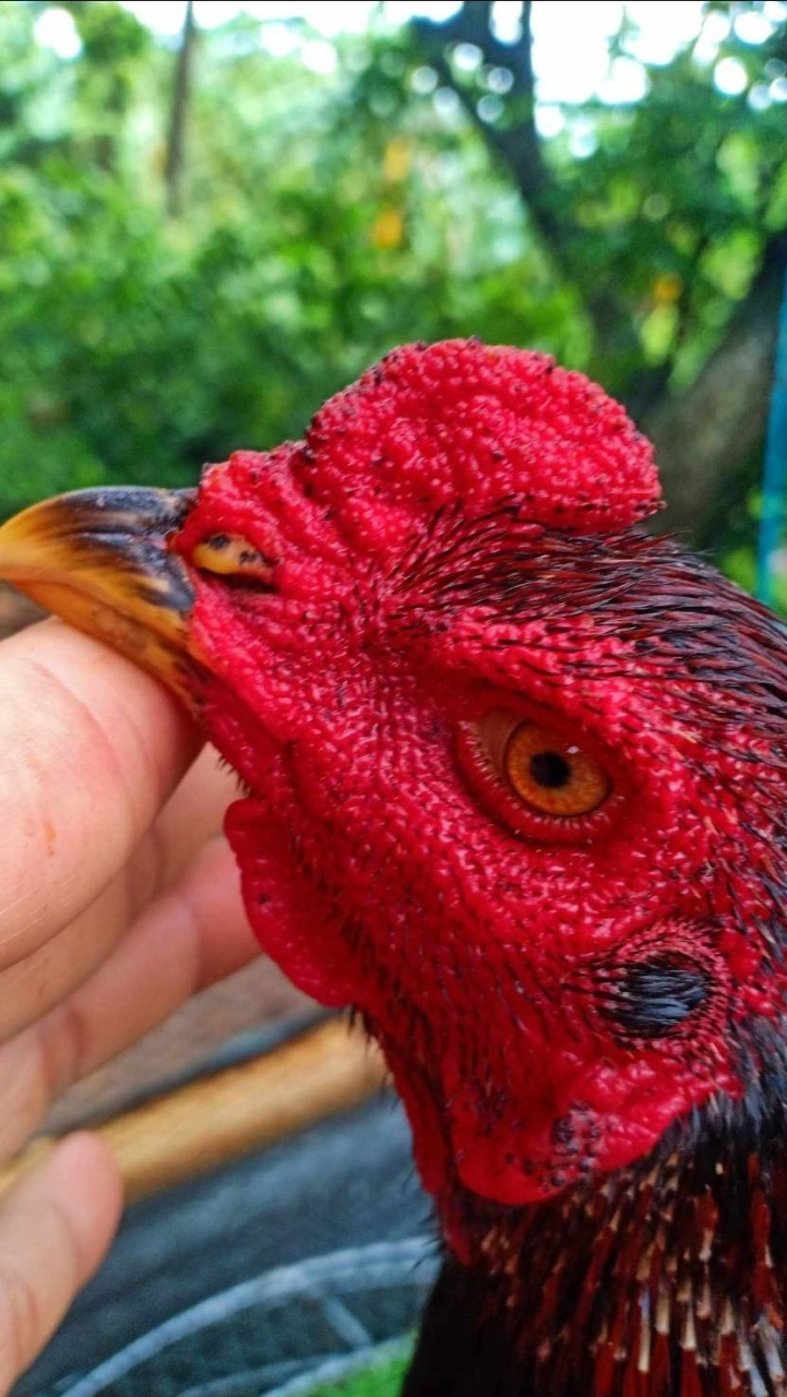 ดูถ่ายทอดสดไก่ชน