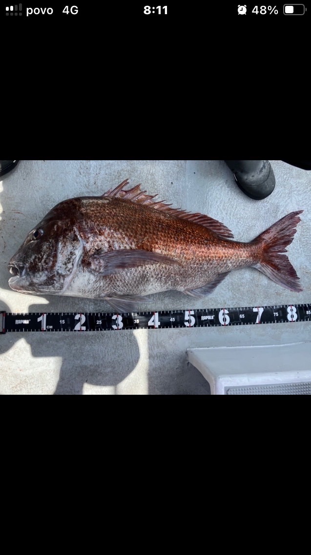 鯛ラバ釣り師共有会