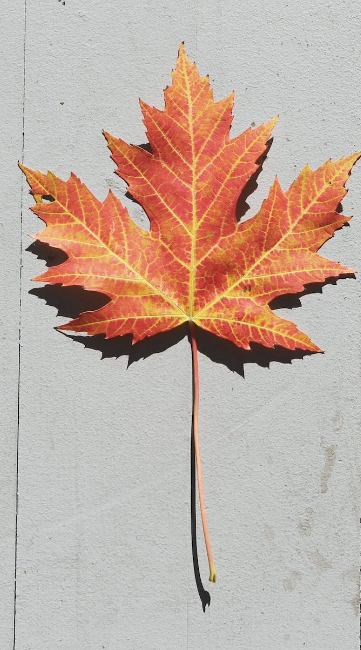 台指暴Z躺平程式區