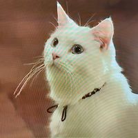 療癒貓奴們交流群