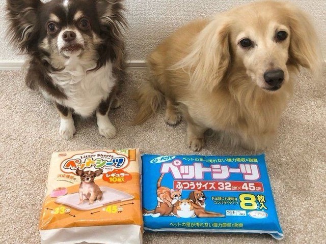 ダイソーの犬用「ペットシーツ」使ってみた！（いぬのきもちNEWS）