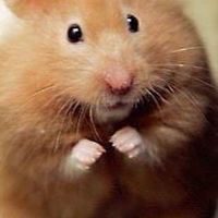 Hamster