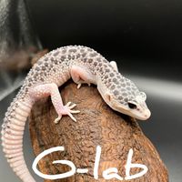 G-lab 守宮實驗室