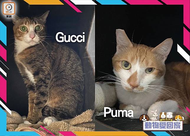 動物愛回家 短毛家貓gucci Puma On Cc 東網 Line Today