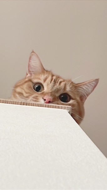 ペット写真館！