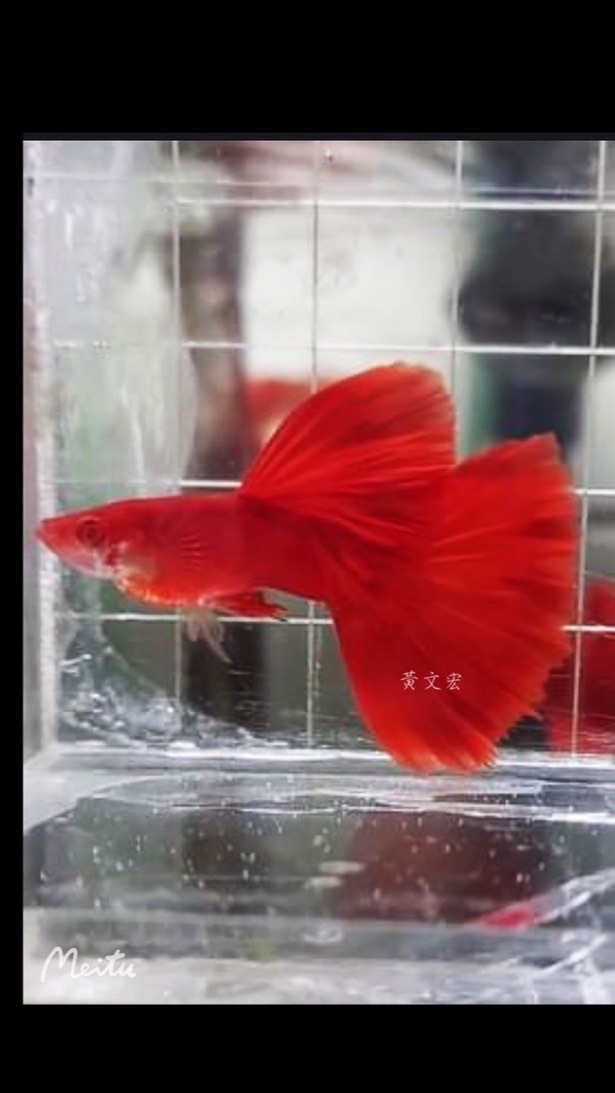 夢幻孔雀水族（嘉義）