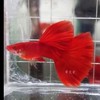 夢幻孔雀水族（嘉義）