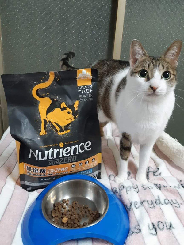 貓飼料推薦-貓奴必備紐崔斯Nutrience 頂級無穀飼料 凍乾系列 成貓無穀 火雞肉+雞肉+鮭魚 2.27kg 開箱分享