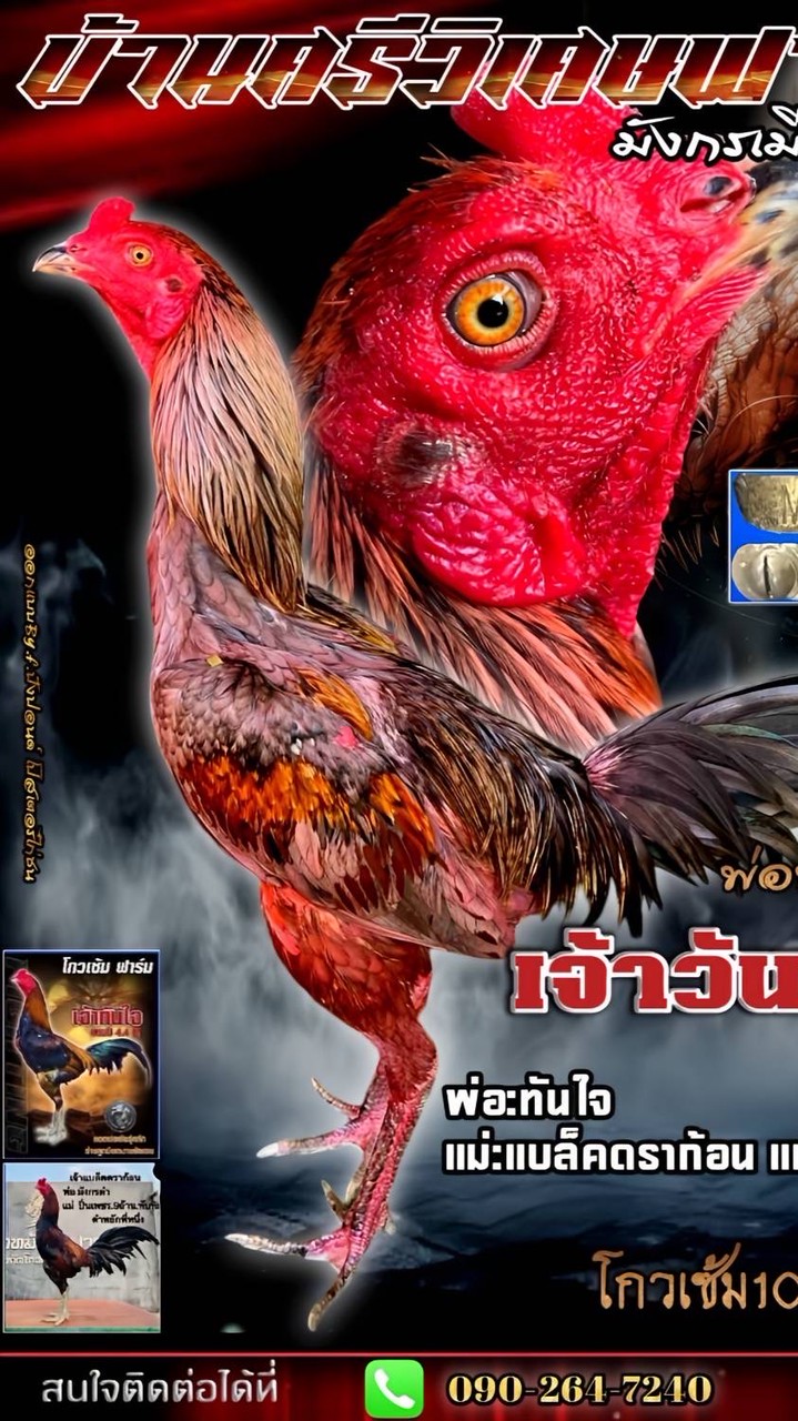 บ้านศรีวิเศษ ไก่ชน 2