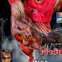 บ้านศรีวิเศษ ไก่ชน 2