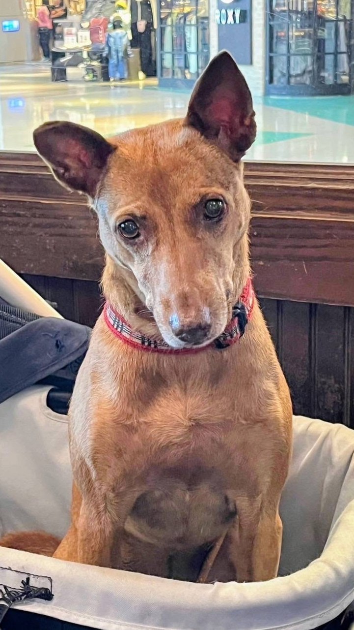 急尋桃園平鎮區走失有紅色格子項圈黃色米克斯狗狗