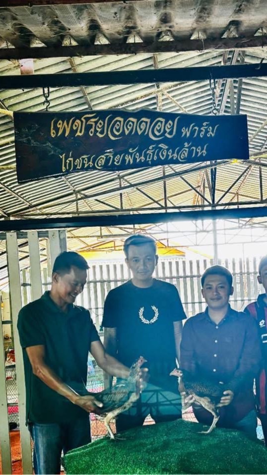 ซุปเปอร์เจี๋ยวฟาร์ม พม่าแข้งคม สายเลือดป๋าโอซุปเปอร์เจี๋ยงพัฒนา🐣