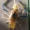 高雄泰國蝦 代客料理 買賣群