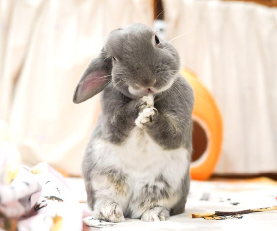 思わず笑っちゃう爆睡姿も うさぎのふうた ベストショットコレクション Vol 2 ふうたの飼い主