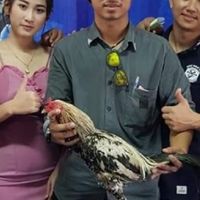 ป.เปรมชัย