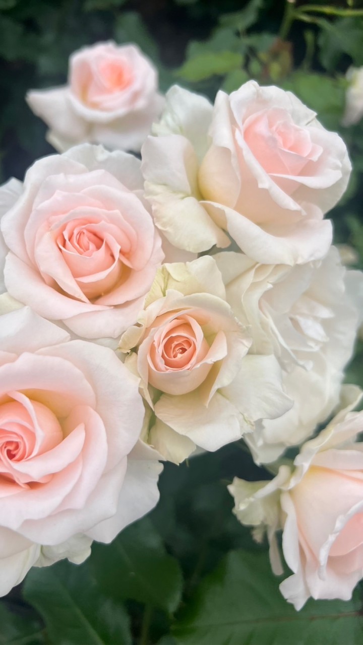 通知専用🔔´-ハーピストみゆき活動のお知らせ🌹