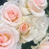 通知専用🔔´-ハーピストみゆき活動のお知らせ🌹