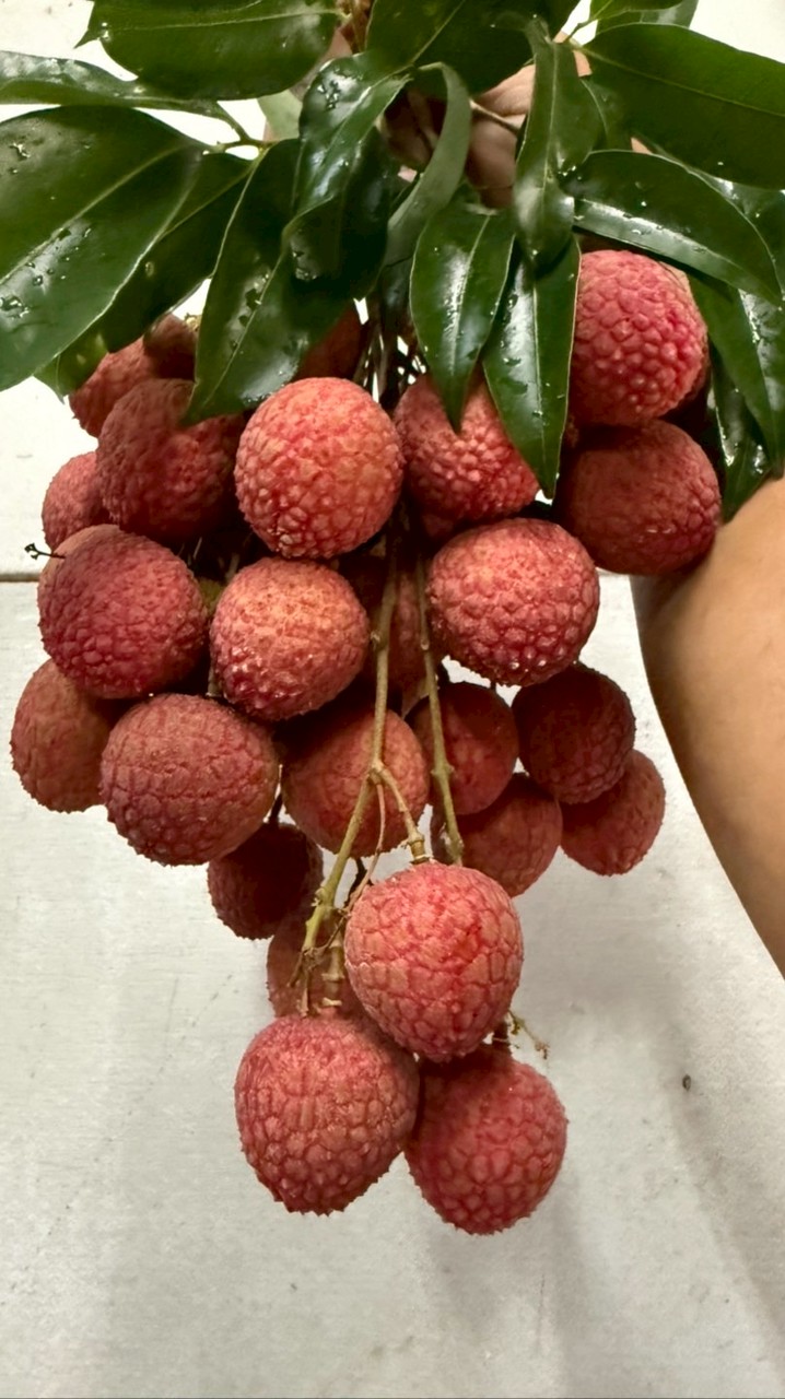福鑫水果農場行