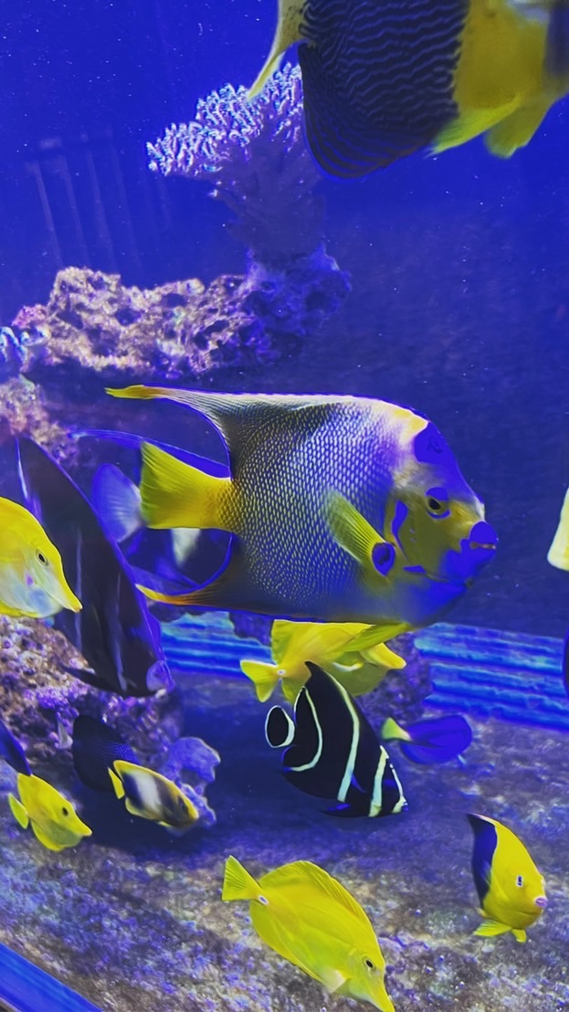 屏東窩中海海水魚珊瑚