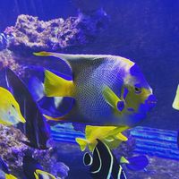 屏東窩中海海水魚珊瑚