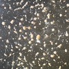 水螅繁殖水母討論區
