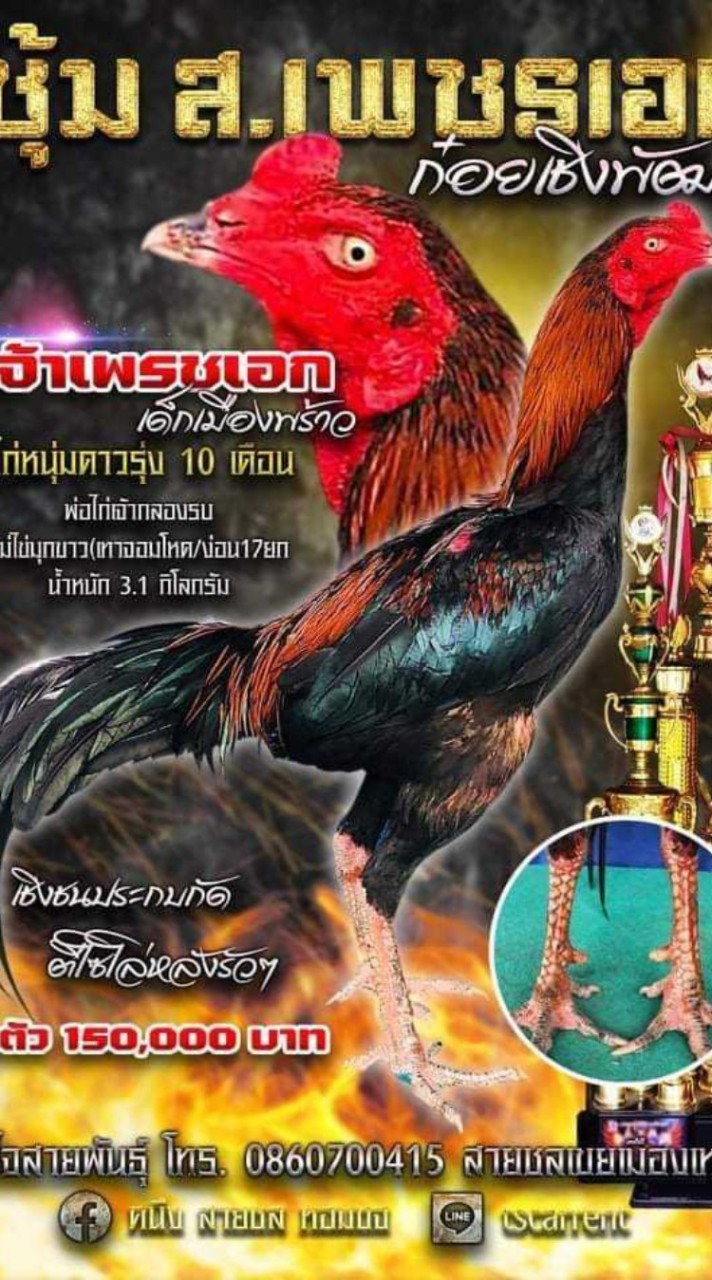 🐓ซุ้ม ส.เจริญทรัพย์ พัทยาซิตี้🐓