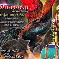 🐓ซุ้ม ส.เจริญทรัพย์ พัทยาซิตี้🐓