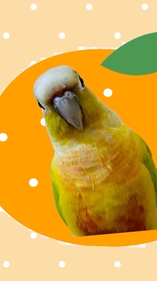💛鳥飼いさん同士の部屋💛（インコ、オウム、フィンチなど鳥なら何でも可）